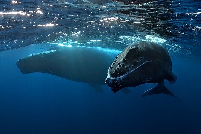 Private Whale Outing on the Tahiti Peninsula - A Deep Dive into the Tahiti Peninsula Whale Experience