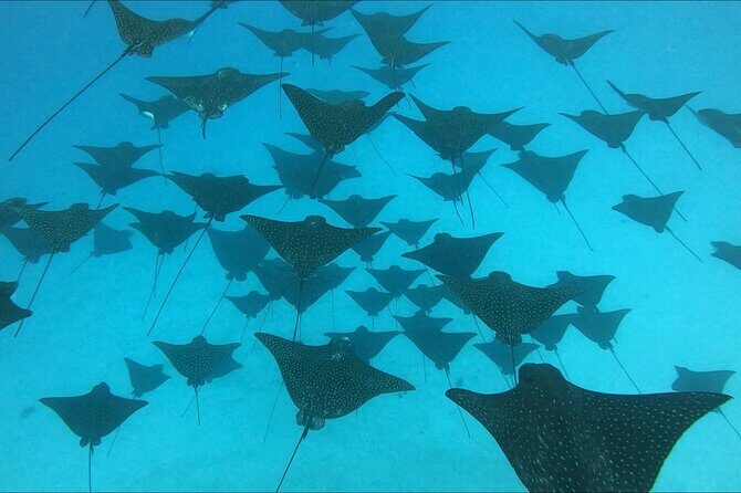 Private Whale Outing on the Tahiti Peninsula - Practical Tips for Your Tour