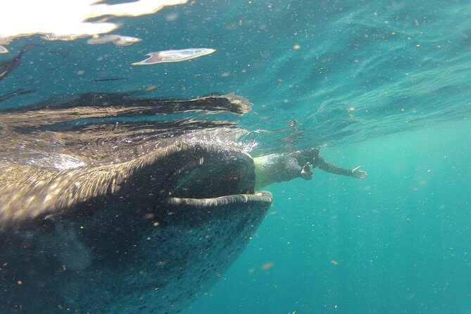 Private Whale Shark All Inclusive Experience - Key Points