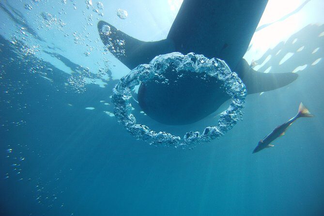 Private Whale Shark All Inclusive Experience - Who Should Consider This Tour?