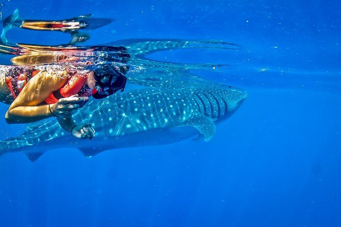 Private Whale Shark All Inclusive Experience - The Sum Up