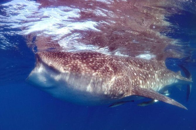 Private Whale shark Ecofriendly tour from Cancun - What to Expect During Your Whale Shark Encounter