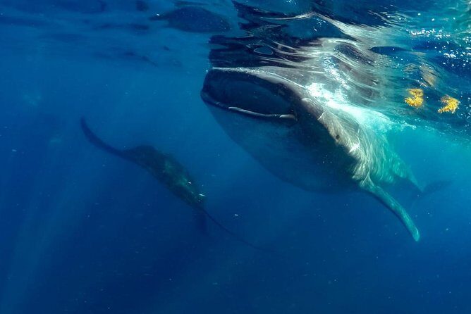 Private Whale shark Ecofriendly tour from Cancun - Final Thoughts: Is It Worth It?