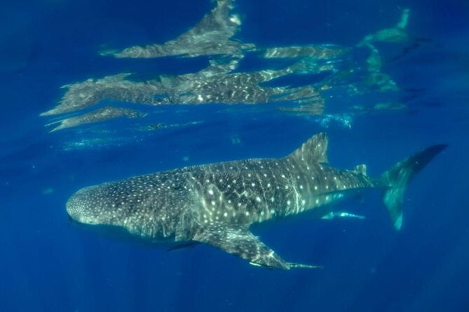 Private Whale shark Ecofriendly tour from Cancun - FAQ