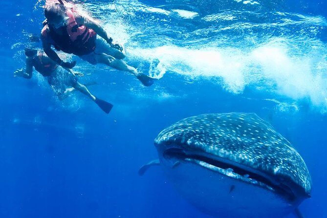 Private Whale Shark Ecofriendly Tour from Riviera Maya - An In-Depth Look at the Private Whale Shark Ecofriendly Tour
