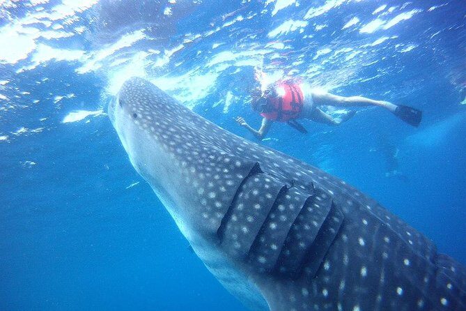 Private Whale Shark Ecofriendly Tour from Riviera Maya - Final Thoughts