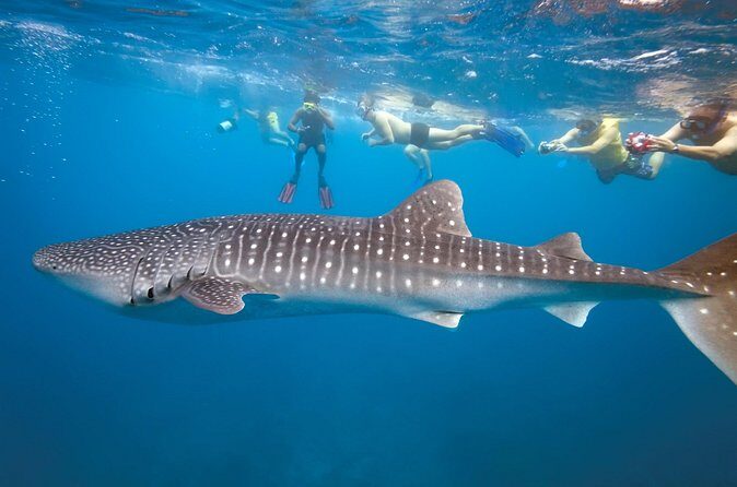 Private Whale Shark Snorkeling Activity in La Paz - Practical Details and Considerations