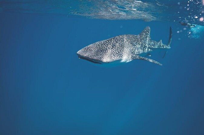 Private Whale Shark Snorkeling Activity in La Paz - Final Thoughts