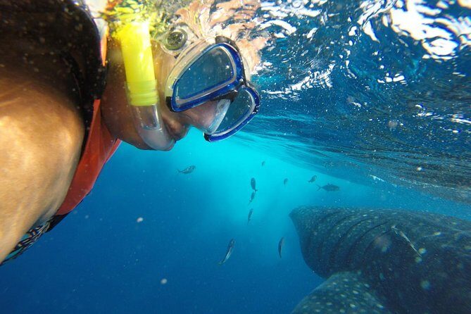 Private Whale Shark Tour from Cancun - FAQ