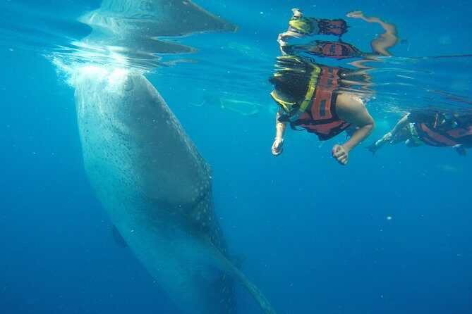 Private Whale Shark Tour from Playa del Carmen - Private Whale Shark Tour from Playa del Carmen
