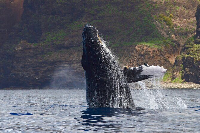Private Whale Watch and Snorkel off Kaua'i - Discover Kaua’i’s Marine Life: Private Whale Watch and Snorkel Tour
