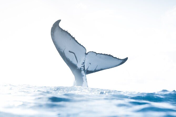 Private Whale Watching Activity - Private Whale Watching Activity in Oahu: A Closer Look