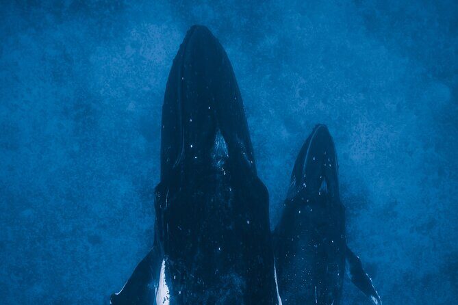 Private Whale Watching Activity - Who Should Book This?