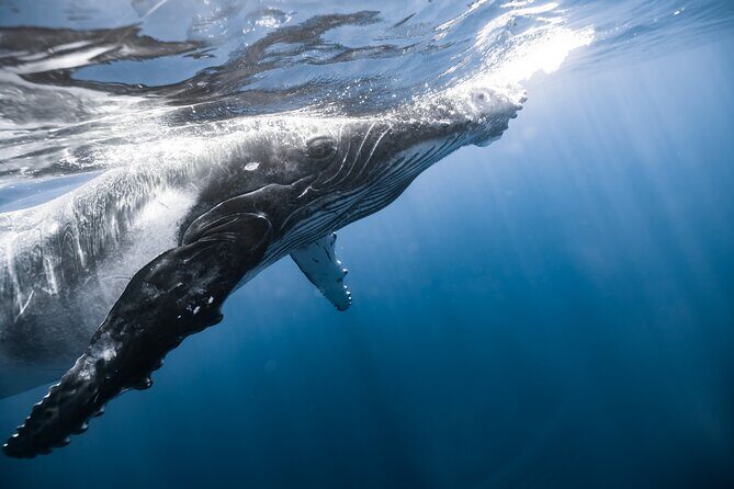 Private Whale Watching Activity - FAQ