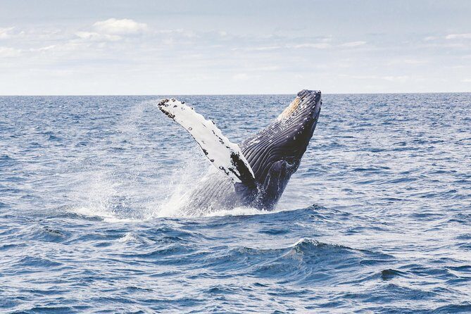 Private Whale Watching Adventure - Key Points