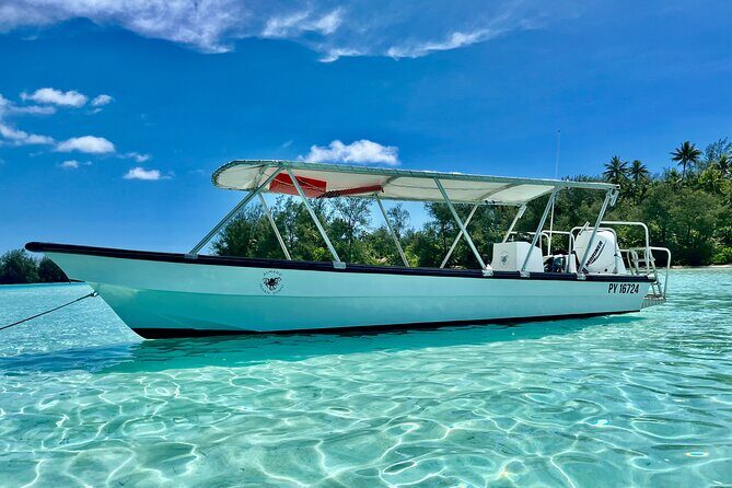Private Whale Watching Adventure in Mo'orea - The Cost and Overall Value