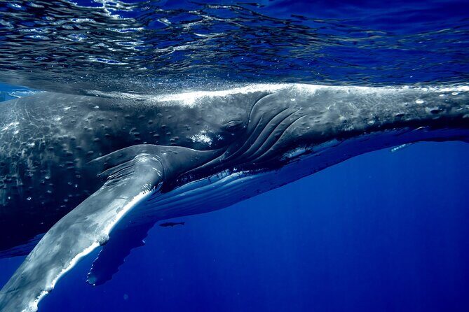 Private Whale Watching Adventure in Mo'orea - FAQ