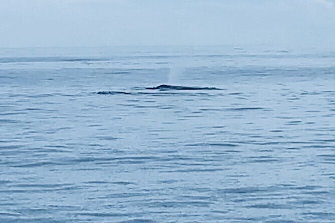 Private Whale Watching and Dolphin Excursion - Key Points