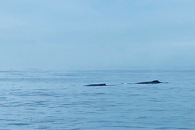 Private Whale Watching and Dolphin Excursion - Exploring the Details: The Itinerary and What You Can Expect