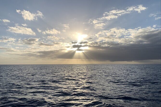 Private Whale Watching and Dolphin Excursion - Final Thoughts: Is It Worth It?