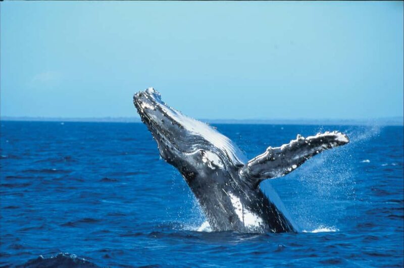 Private: Whale-Watching & Beach Escape from Punta Cana - A Detailed Look at the Experience