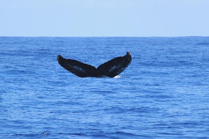 Private Whale Watching Charter (Grand Turk) - Who Will Love This Tour?