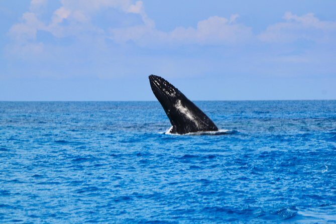 Private Whale Watching Charter (Grand Turk) - Frequently Asked Questions