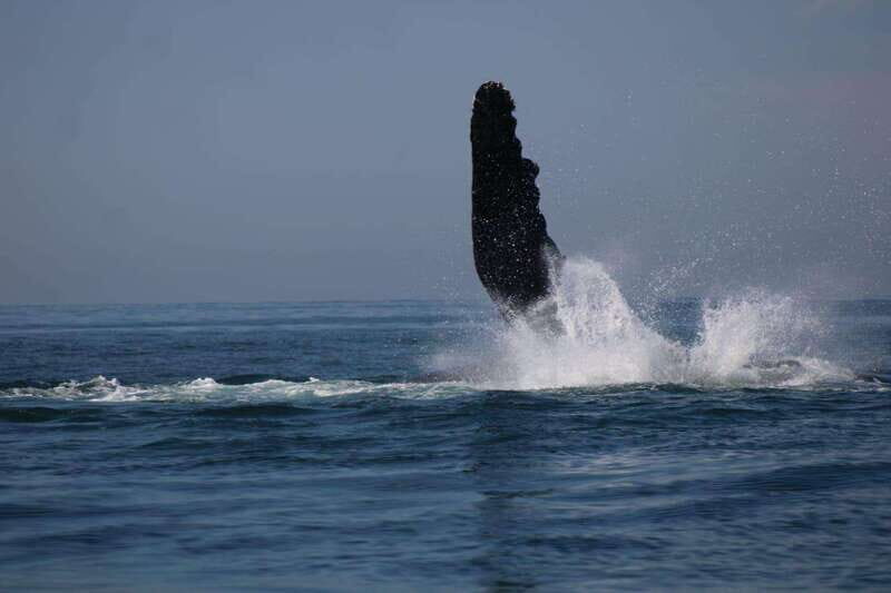 Private whale watching in mazatlan - Introduction: A Unique Marine Encounter in Mazatlan