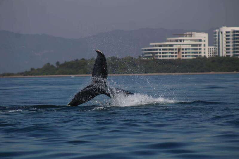 Private whale watching in mazatlan - Why Choose This Whale Watching Tour?