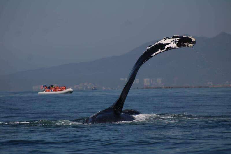 Private whale watching in mazatlan - A Deep Dive into the Whale Watching Experience