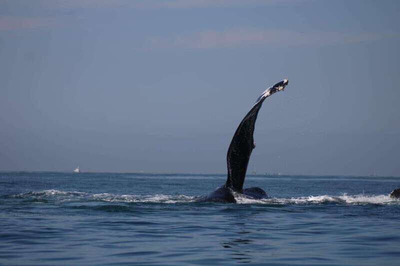 Private whale watching in mazatlan - Analyzing the Value: Is It Worth It?