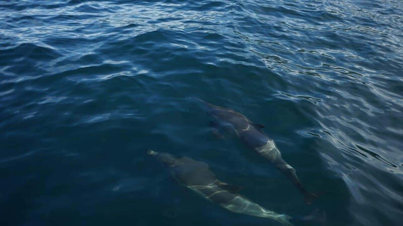 Private whale watching in mazatlan - FAQ: Your Practical Questions Answered