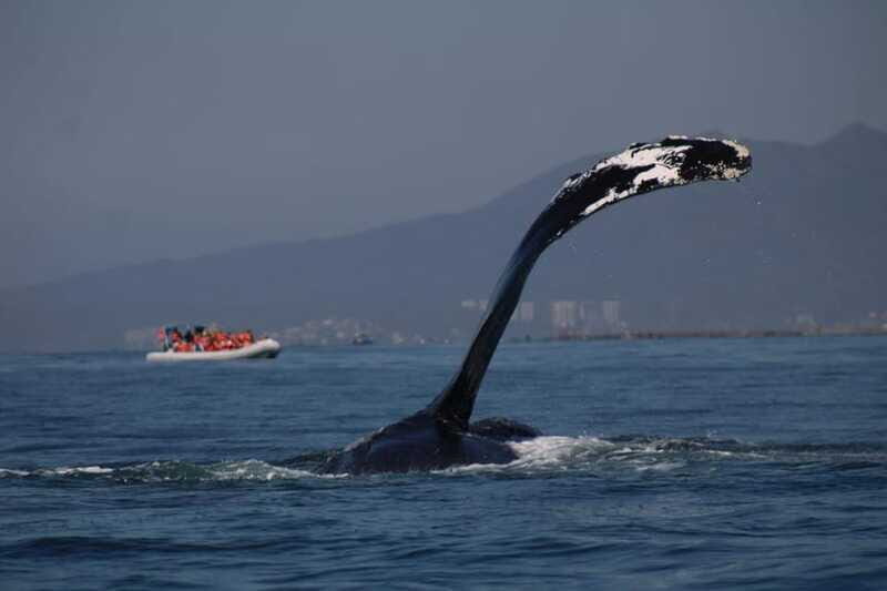 Private whale watching in mazatlan - The Sum Up: Is It the Right Choice for You?