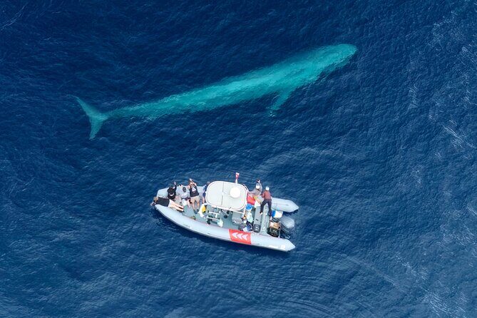 Private Whale Watching in San Diego on a Premium Zodiac - Private Whale Watching in San Diego on a Premium Zodiac: A Detail-Rich Guide