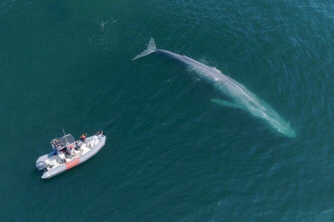 Private Whale Watching in San Diego on a Premium Zodiac - Key Points