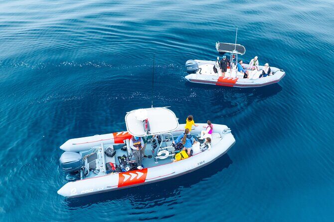 Private Whale Watching in San Diego on a Premium Zodiac - Who Will Love This Tour?