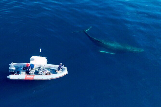 Private Whale Watching in San Diego on a Premium Zodiac - Final Thoughts: Is This Tour for You?