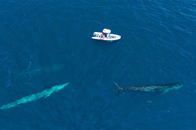 Private Whale Watching in San Diego on a Premium Zodiac - FAQs