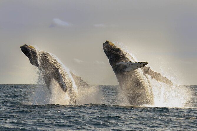 Private Whale Watching in San José del Cabo - Who Should Consider This Experience?