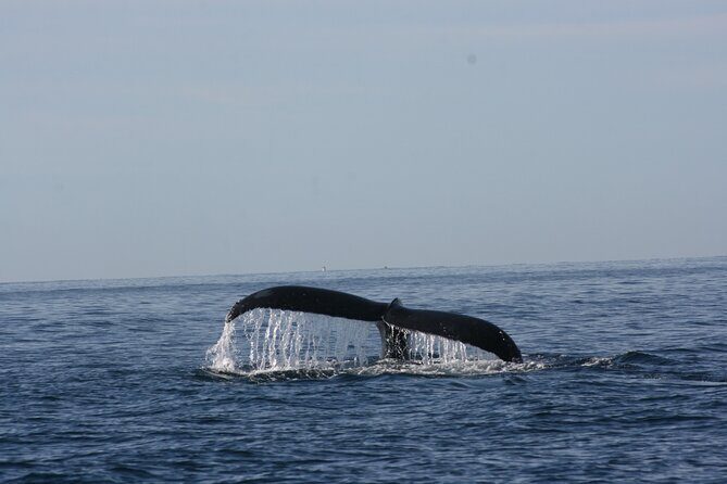 Private Whale Watching in San José del Cabo - Frequently Asked Questions