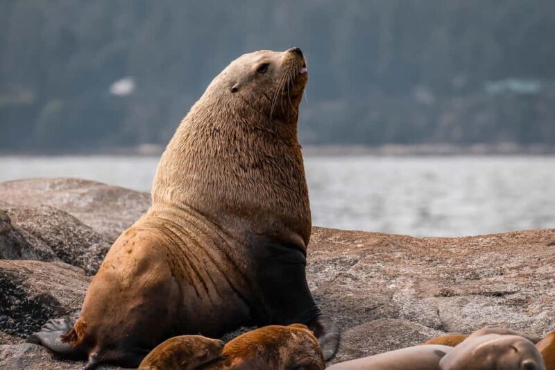 Private Whale Watching Nanaimo - Open Boat - Key Points