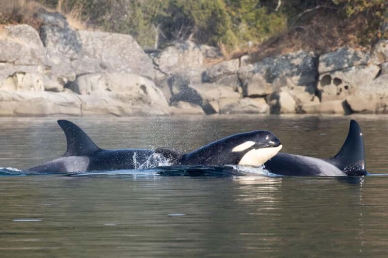 Private Whale Watching Nanaimo - Open Boat - An In-Depth Look at the Nanaimo Whale Watching Experience