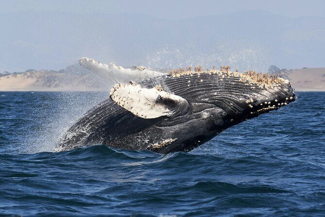 Private Whale Watching Panga Tour in Cabo San Lucas - An Up-Close Whale Watching Experience in Cabo San Lucas