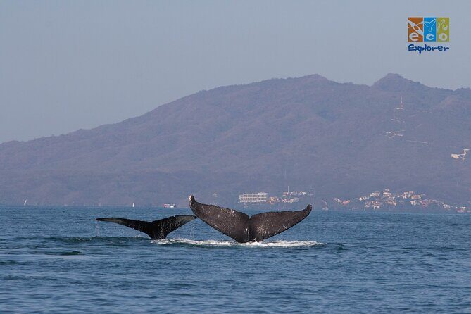 Private Whale watching Puerto Vallarta - Frequently Asked Questions