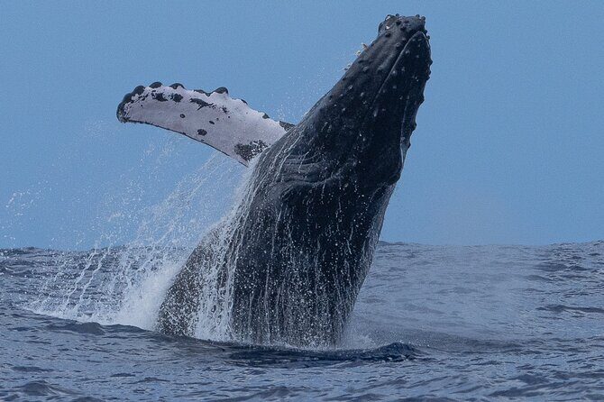 Private Whale Watching Safari from North Shore Oahu - An Authentic and Convenient Ocean Adventure