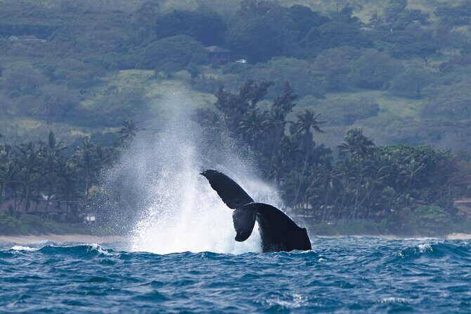 Private Whale Watching Safari from North Shore Oahu - Who Should Consider This Tour?