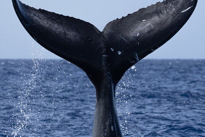 Private Whale Watching Safari from North Shore Oahu - The Sum Up