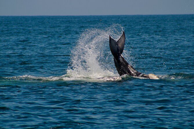 Private Whale Watching Sailing Tour - Key Points