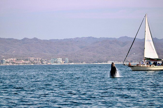 Private Whale Watching Sailing Tour - Pricing and Value