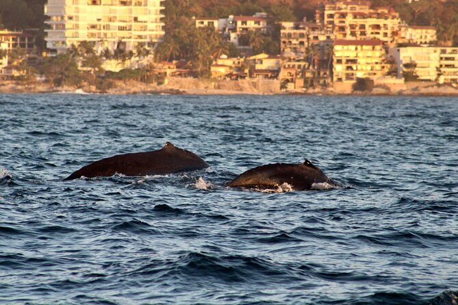Private Whale Watching Sailing Tour - Who Will Love This Tour?